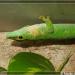 Phelsuma madagascariensis grandis